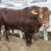 ed-benacchio-4113